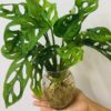 Aquatic Pothos Plant (1)