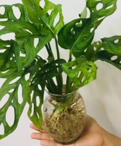 Aquatic Pothos Plant (1)