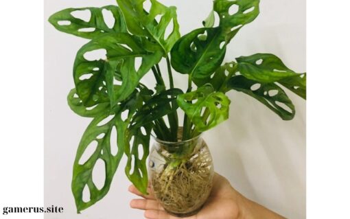 Aquatic Pothos Plant (1)