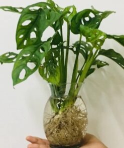 Aquatic Pothos Plant (2)