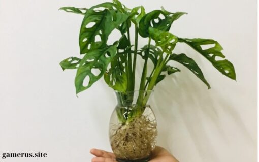 Aquatic Pothos Plant (2)