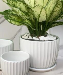 Ceramic plant pot (1)