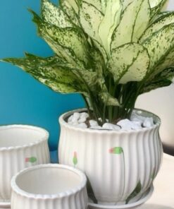 Ceramic plant pot (2)