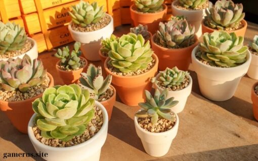 Coco Forest Succulent (1)