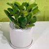 Green Sedum Ceramic Pot (1)