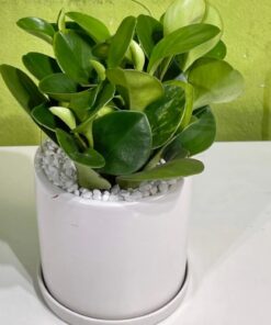 Green Sedum Ceramic Pot (1)