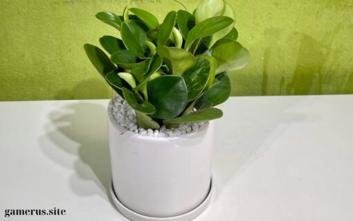 Green Sedum Ceramic Pot (1)