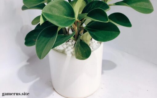 Green Sedum Ceramic Pot (2)