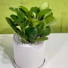 Green Sedum Plant for Desk (1)