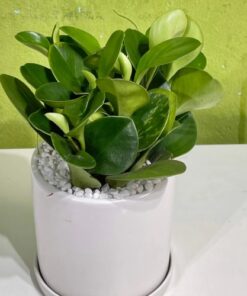 Green Sedum Plant for Desk (1)