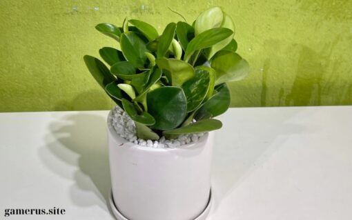 Green Sedum Plant for Desk (1)