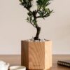 Potted LA HAN PINE for table (1)