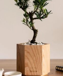 Potted LA HAN PINE for table (1)