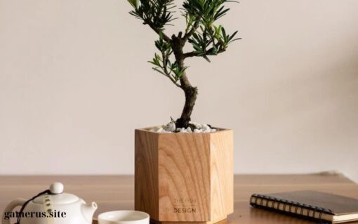 Potted LA HAN PINE for table (1)