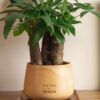 Potted money tree with 3 stems (1)