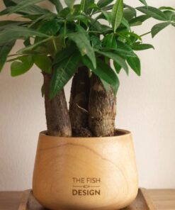 Potted money tree with 3 stems (1)