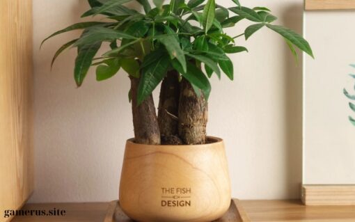 Potted money tree with 3 stems (1)